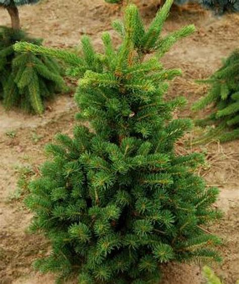 dwarf norway spruce trees facts